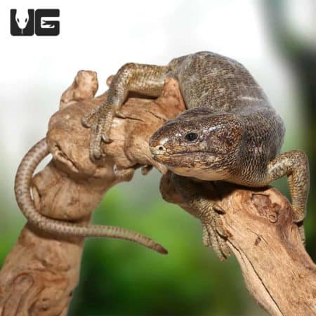 Monkey Tail Skinks (Corucia zebrata) For Sale - Underground Reptiles