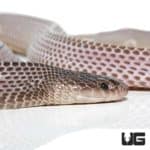 African File Snakes (Mehelya crossi) For Sale - Underground Reptiles