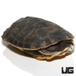 Argentine Sideneck Turtles (Phrynops hilarii ) For Sale - Underground Reptiles