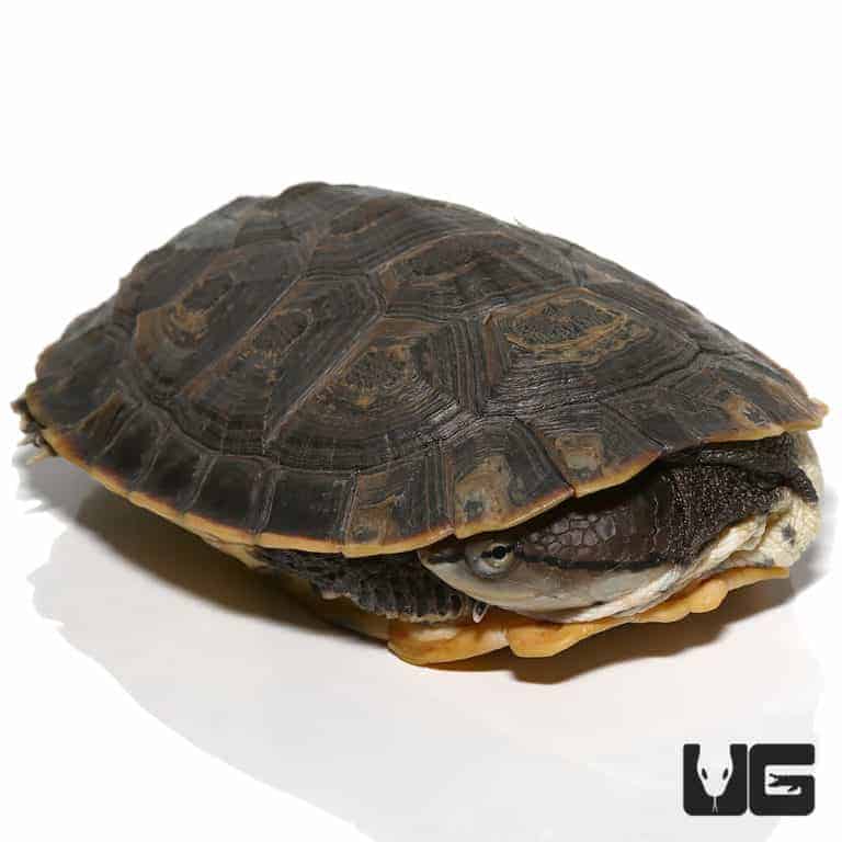 Argentine Sideneck Turtles For Sale - Underground Reptiles