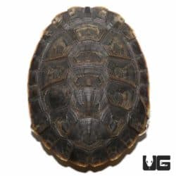 Argentine Sideneck Turtles (Phrynops hilarii ) For Sale - Underground Reptiles