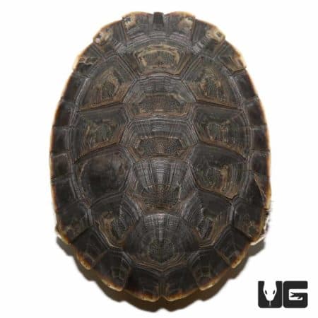 Argentine Sideneck Turtles (Phrynops hilarii ) For Sale - Underground Reptiles