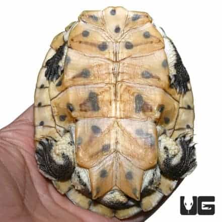 Argentine Sideneck Turtles For Sale - Underground Reptiles