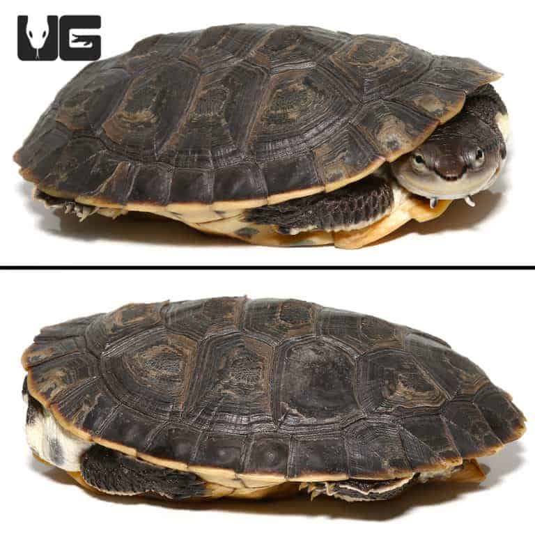 Argentine Sideneck Turtles For Sale - Underground Reptiles