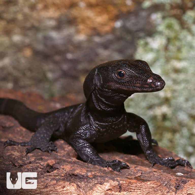 Baby Asian Water Monitors For Sale Underground Reptiles