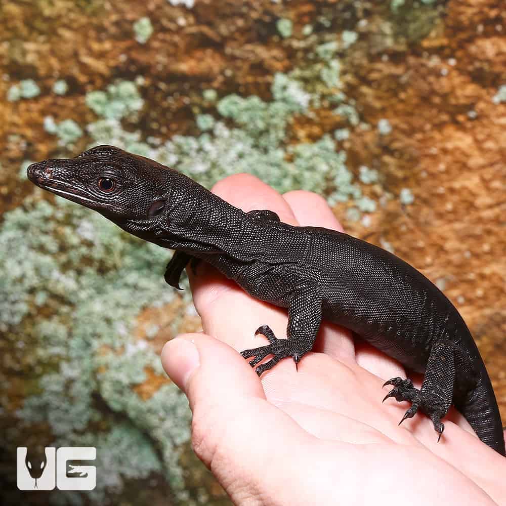 Baby Asian Water Monitor Lizard For Sale Robert M Martin
