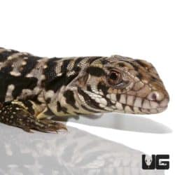 Black Flame Tegu (Salvator merianae X Salvator rufescens) For Sale - Underground Reptiles