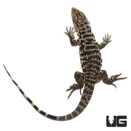 B Grade Yearling Black Flame Tegu showcasing vibrant markings.