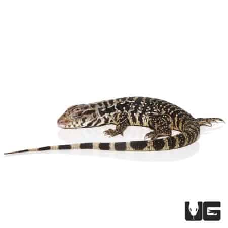 Black Flame Tegu Yearling with striking black and yellow pattern, perfect for reptile enthusiasts.