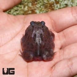Mutant Black Hole Pacman Frogs (Ceratophrys cranwelli) for sale - Underground Reptiles