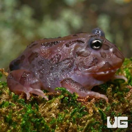 Mutant Black Hole Pacman Frogs (Ceratophrys cranwelli) for sale - Underground Reptiles