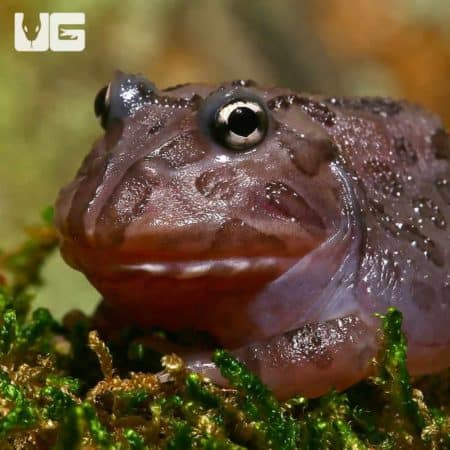 Mutant Black Hole Pacman Frogs (Ceratophrys cranwelli) for sale - Underground Reptiles