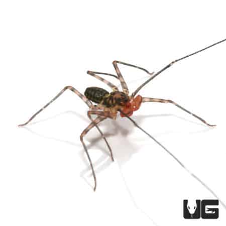 Baby Central American Tailless Whip Scorpions (Damon variegatus) For Sale - Underground Reptiles