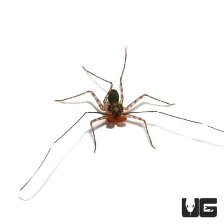 Baby Central American Tailless Whip Scorpions (Damon variegatus) For Sale - Underground Reptiles