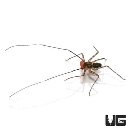 Baby Central American Tailless Whip Scorpions (Damon variegatus) For Sale - Underground Reptiles