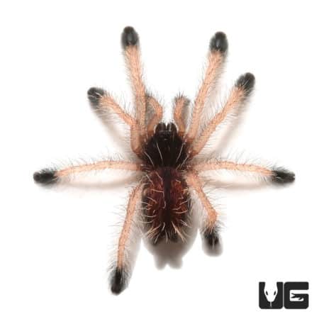 Goliath Pinktoe Tarantula (Avicularia braunshauseni) For Sale - Underground Reptiles