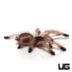 Goliath Pinktoe Tarantula (Avicularia braunshauseni) For Sale - Underground Reptiles