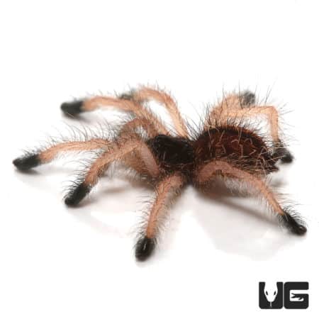 Goliath Pinktoe Tarantula (Avicularia braunshauseni) For Sale - Underground Reptiles