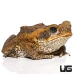 Guyana Giant Marine Toad (Bufo marinus) For Sale - Underground Reptiles