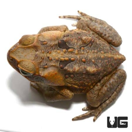 Guyana Giant Marine Toad (Bufo marinus) For Sale - Underground Reptiles