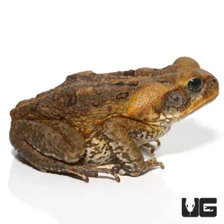 Baby Suriname Giant Marine Toad, exotic amphibian from South America.