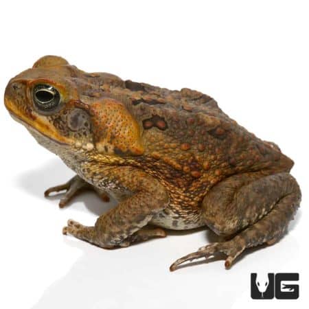 Baby Suriname Giant Marine Toad, a rare amphibian species, showcasing vibrant skin and unique featur.