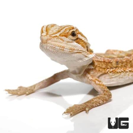 Baby Hypo Inferno Striped Bearded Dragons (Pogona vitticeps) For Sale - Underground Reptiles