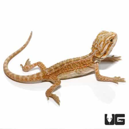Baby Hypo Inferno Striped Bearded Dragons (Pogona vitticeps) For Sale - Underground Reptiles