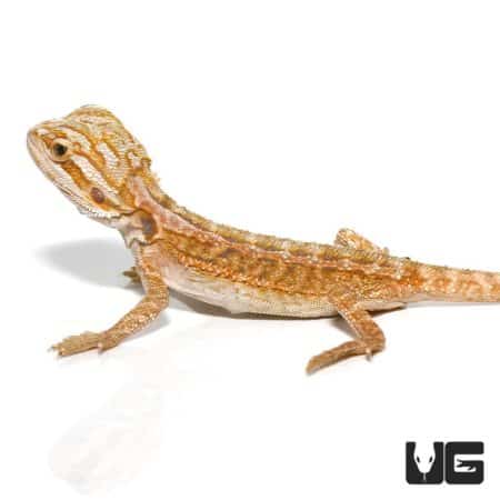 Hypo Inferno Striped Bearded Dragon for sale at Underground Reptiles. Perfect for reptile enthusiast.