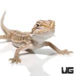 Baby Hypo Striped Bearded Dragons (Pogona vitticeps) For Sale - Underground Reptiles