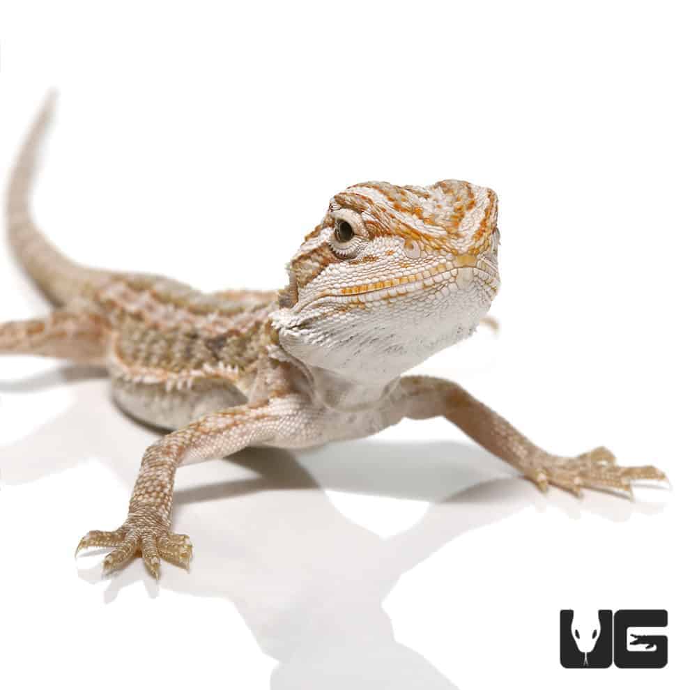 Baby Hypo Leatherback Bearded Dragons For Sale - Underground Reptiles