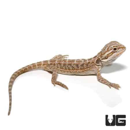 Hypo Striped Bearded Dragon on white background.