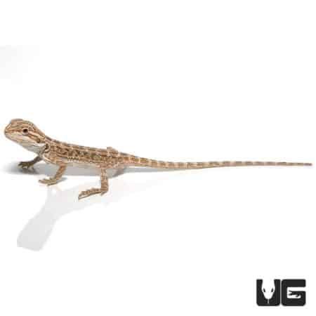 Baby Hypo Striped Bearded Dragons (Pogona vitticeps) For Sale - Underground Reptiles