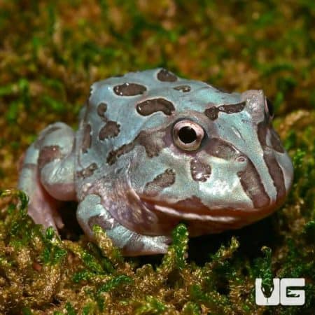 Mutant Blue Metal Pacman Frogs (Ceratophrys cranwelli) for sale - Underground Reptiles