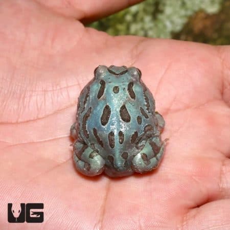 Blue metallic Pacman frog with black markings, held in hand.