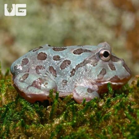 Mutant Blue Metal Pacman Frogs (Ceratophrys cranwelli) for sale - Underground Reptiles