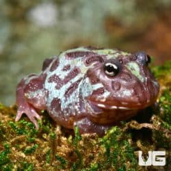 Mutant Nebula Pacman Frogs (Ceratophrys cranwelli) For Sale - Underground Reptiles