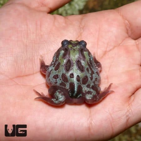Pacman Frog with unique green and black coloration.