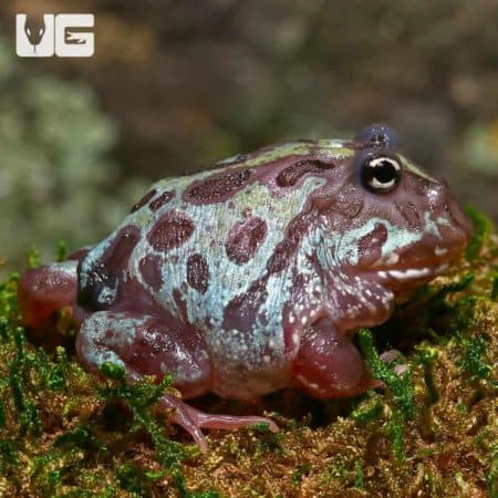 Mutant Nebula Pacman Frogs (Ceratophrys cranwelli) For Sale - Underground Reptiles