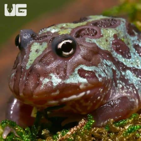 Mutant Nebula Pacman Frogs (Ceratophrys cranwelli) For Sale - Underground Reptiles
