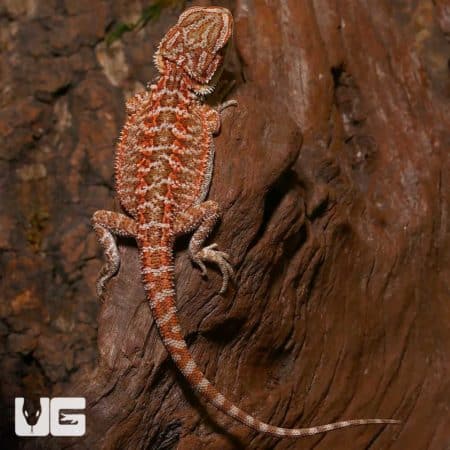 Baby Orange Truffle Bearded Dragon on wood branch.