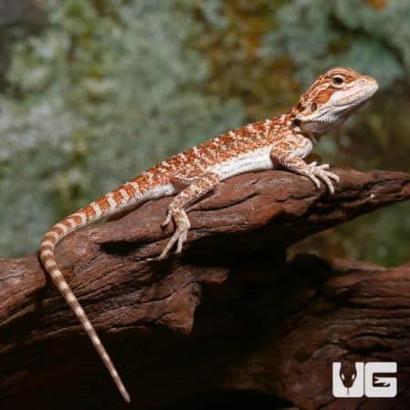 Baby Bearded Dragons (Pogona vitticeps) For Sale - Underground Reptiles