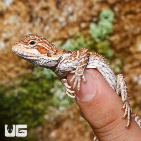 Baby Orange Truffle Bearded Dragon on a person's finger, showcasing vibrant orange and white colorat.