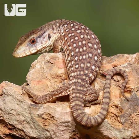 Baby Paradox Savannah Monitor on a rock.