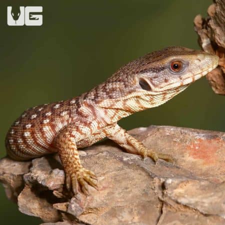 Baby Savannah Monitors (Varanus exanthematicus) For Sale - Underground Reptiles