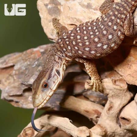 Baby Savannah Monitors (Varanus exanthematicus) For Sale - Underground Reptiles