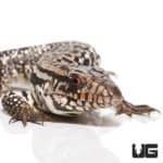 Snowmaker Tegu (Tupinambis merianae X Tupinambis rufescens) For Sale - Underground Reptiles