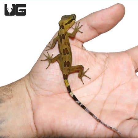 Baby Solomon Island Banded Palm Gecko on hand.