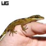 Solomon Island Banded Palm Geckos (Cyrtodactylus biordinis) For Sale - Underground Reptiles