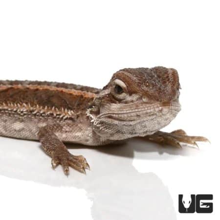 Baby Striped Bearded Dragons (Pogona vitticeps) For Sale - Underground Reptiles